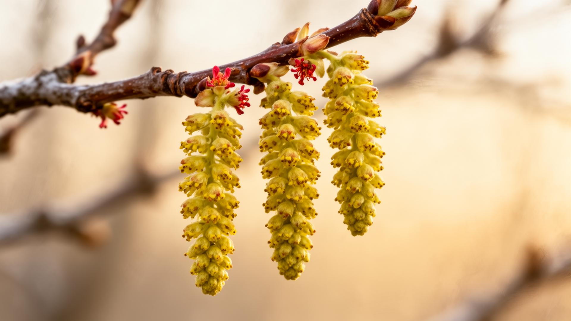 Inverno nel noccioleto: fioritura silenziosa